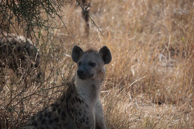 6-day Private Camping Safari Tour from Kilimanjaro Airport - Camping, food, and the pace of the days