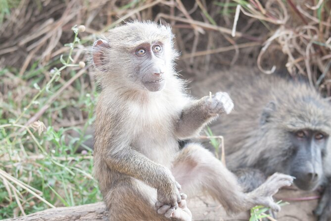 6-day Private Camping Safari Tour from Kilimanjaro Airport - Days 2 and 3: Reaching the Serengeti and staying near Seronera