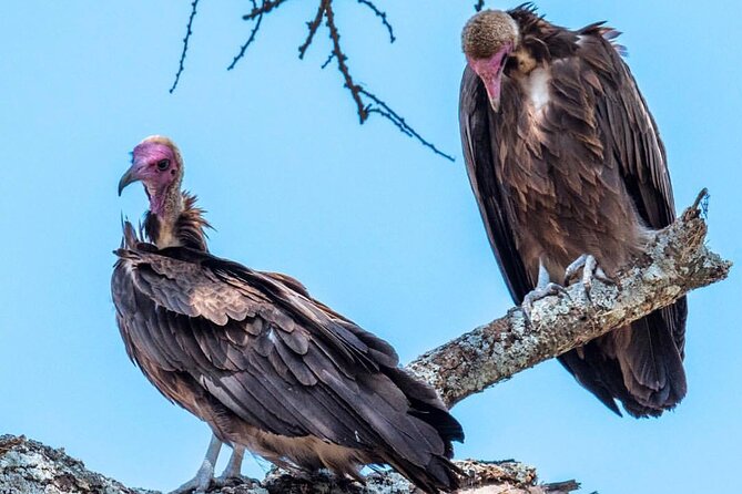 6-Day Private midrange Tour in Arusha with Airport Pickup - What the $3,400 price really covers