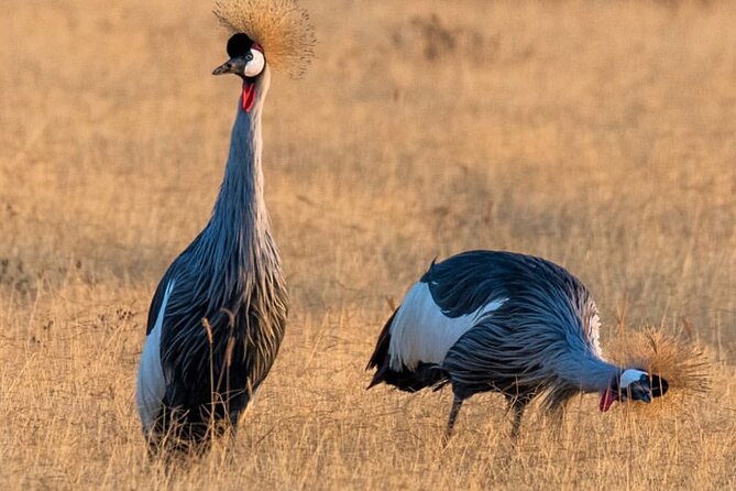 6-Day Private midrange Tour in Arusha with Airport Pickup - Day five: Sunrise in Serengeti, then Ngorongoro