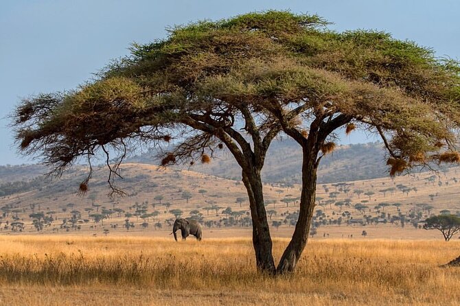 6-Day Private midrange Tour in Arusha with Airport Pickup - Guides, vehicles, and the private advantage