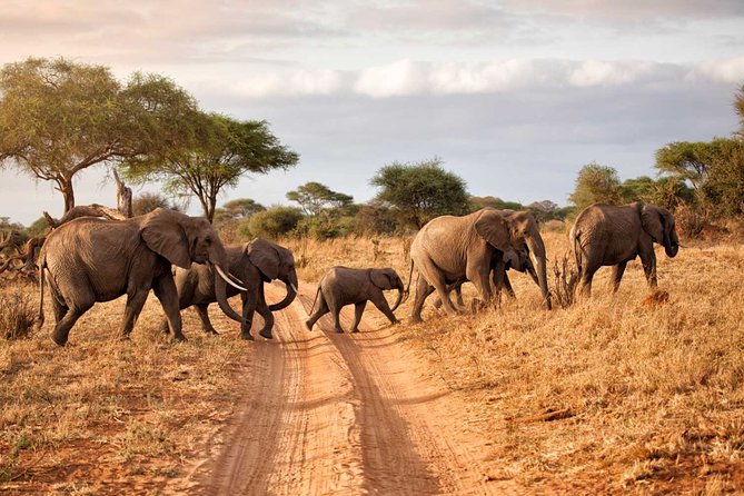 6-Day Serengeti Migration: Private Safari with Mid-range Luxury - Day 2: Across the Ngorongoro highlands to the Serengeti