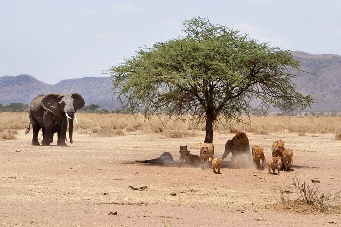 6-Day Serengeti Migration: Private Safari with Mid-range Luxury - Day 5: A final Serengeti morning and the road to the crater