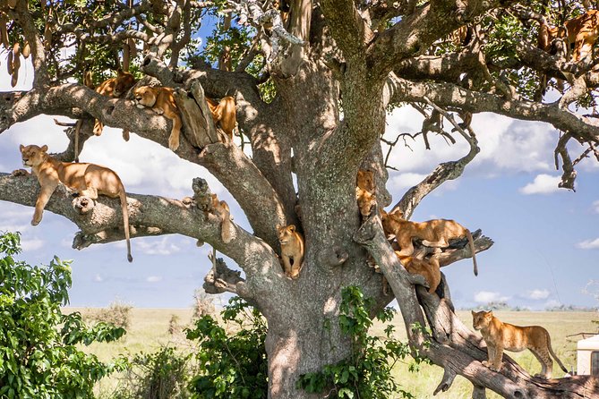 6-Day Serengeti Migration: Private Safari with Mid-range Luxury - Day 6: Down into Ngorongoro Crater