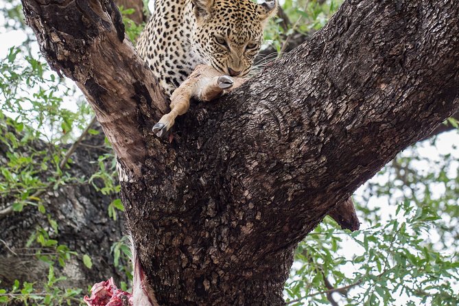 6-Day Serengeti Migration: Private Safari with Mid-range Luxury - Mid-range luxury, meals, and the safari vehicle