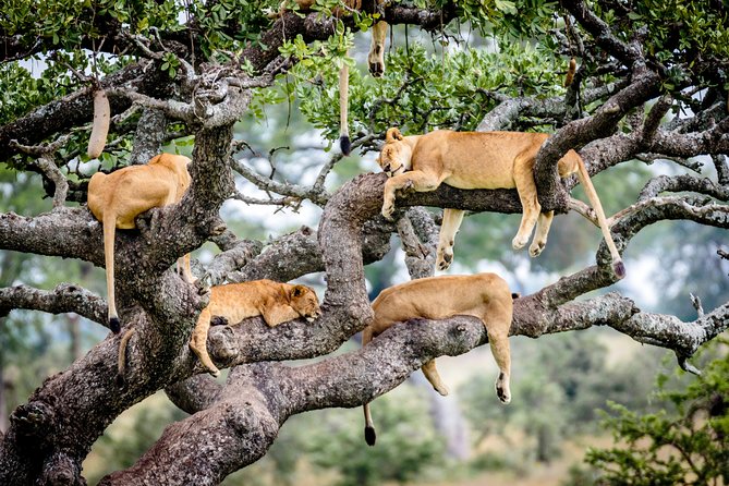 6-Day Serengeti Migration: Private Safari with Mid-range Luxury - Is $5,340 per person a fair price?