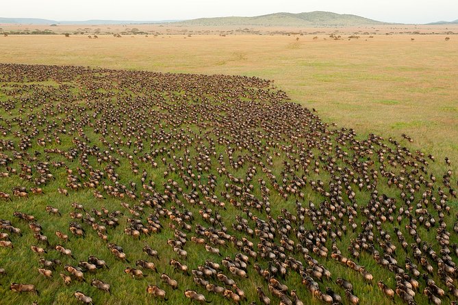 6-Day Serengeti Migration: Private Safari with Mid-range Luxury - Day 1: Tarangire’s elephants and giant baobabs