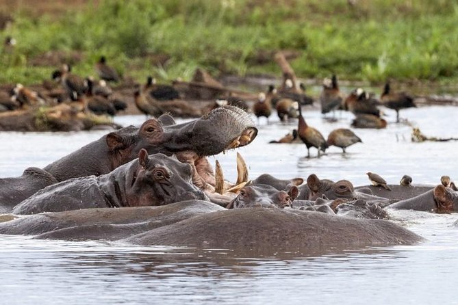 6 Day Serengeti wildebeest migration Camping Safari - Days three and four: reaching the Serengeti