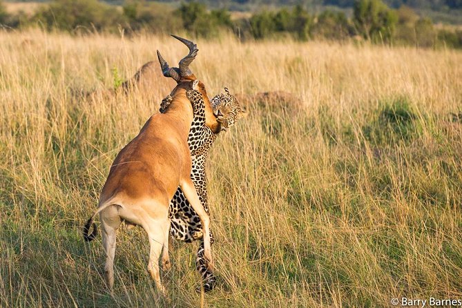 6 Day Serengeti wildebeest migration Camping Safari - Day five: from Serengeti predators to the Ngorongoro rim