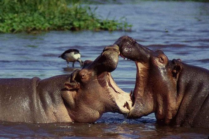 6 Day Serengeti wildebeest migration Camping Safari - Day six: a daybreak descent into Ngorongoro Crater