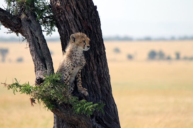 6-Day Tanzania Adventures Safaris - Group Joining Camping Safaris - Day 2: The road to the Serengeti