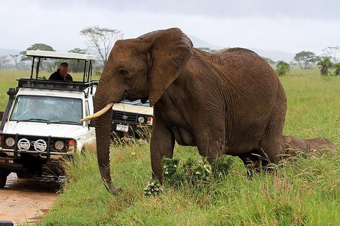 6-Day Tanzania Camping Safari: Lake Manyara, Serengeti, Ngorongoro Cater and Tarangire National Park from Arusha - Day 3: A full day in the Serengeti