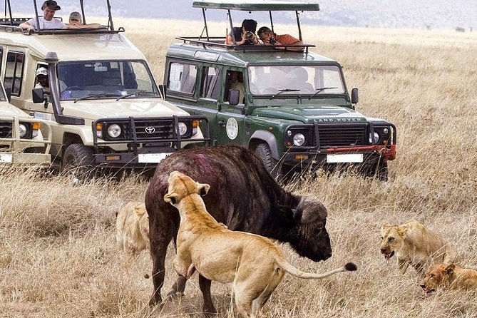 6-Day Tanzania Camping Safari: Lake Manyara, Serengeti, Ngorongoro Cater and Tarangire National Park from Arusha - Day 4: Sunrise in the Serengeti, then Ngorongoro’s rim