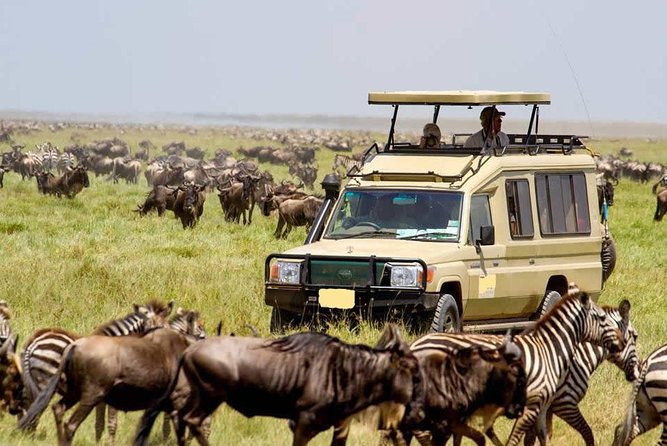 6-Day Tanzania Camping Safari: Lake Manyara, Serengeti, Ngorongoro Cater and Tarangire National Park from Arusha - Day 5: Ngorongoro Crater’s compact wildlife theatre