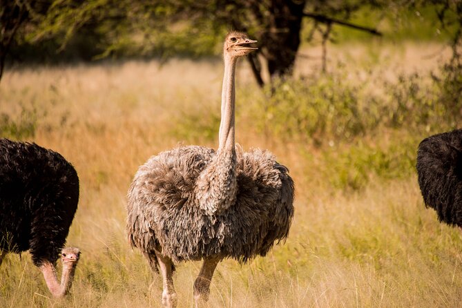 6-Day Tanzania Safari Experience – Midrange - Day 3: Reaching the wide-open Serengeti