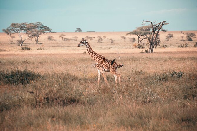 6-Day Tanzania Safari Experience – Midrange - Day 4: A morning game drive, then the long road to Ngorongoro