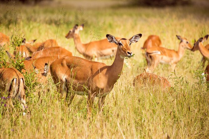 6-Day Tanzania Safari Experience – Midrange - Day 5: Descending into Ngorongoro Crater
