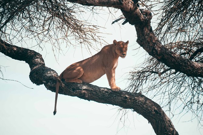 6-Day Tanzania Safari Experience – Midrange - Day 2: Tarangire’s elephants and baobabs