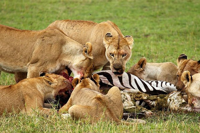6 Day Tanzania Wildlife Mid range Safari - Days three and four: two chances to find the Serengeti