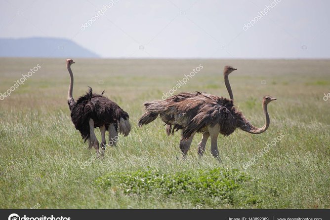 6 Day Tanzania Wildlife Mid range Safari - Day five: Olduvai Gorge and the crater rim