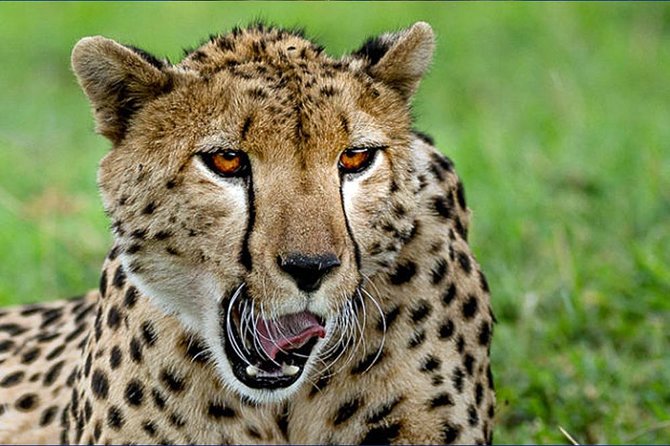 6 Day Tanzania Wildlife Mid range Safari - Day six: descending into Ngorongoro Crater