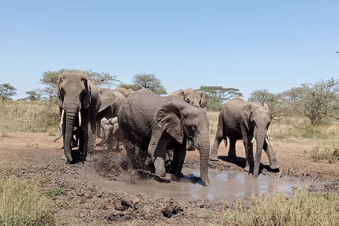 6 -Day Tarangire, Manyara, Serengeti & Ngorongoro - Four parks, one demanding six-day route