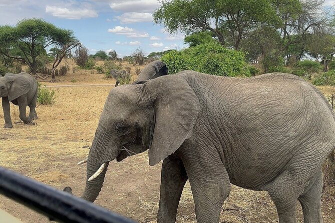6 -Day Tarangire, Manyara, Serengeti & Ngorongoro - Day 1: Tarangire’s river, elephants, and Silale Swamp