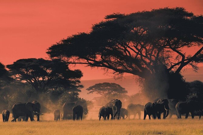 6-Day Unforgettable Tour in Tanzania - Day 4: Leaving the Serengeti through the Ngorongoro area