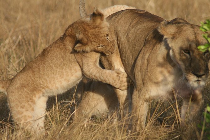 6 Days 5 Night Safari - Day 2: Lake Manyara’s forest, lake, and tree-climbing lions