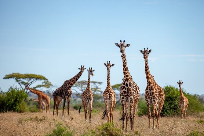 6 Days 5 Night Safari - Day 5: Ngorongoro Crater and the Big Five possibility