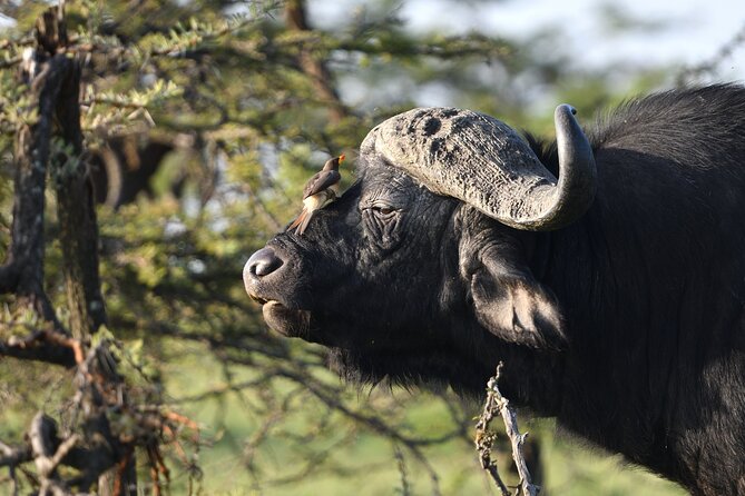 6 Days 5 Night Safari - Day 6: Tarangire’s elephants, birds, and dry-season river