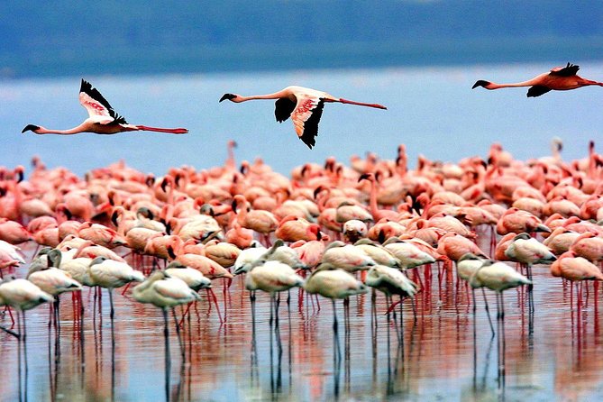 6 Days 5 Nights lodge safari Tarangire, Manyara, Serengeti & Ngorongoro Crater - Day 5: Serengeti Sunrise and the Road to Ngorongoro