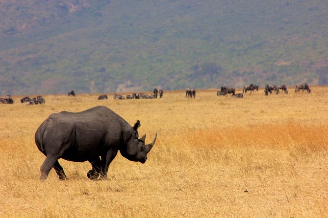 6 Days 5 Nights lodge safari Tarangire, Manyara, Serengeti & Ngorongoro Crater - Guides, Private Travel, and the Human Side