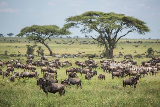 6 days 5 nights safari Ngorongoro, Serengeti and Tarangire National Parks - A six-day route with three major parks
