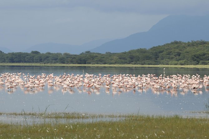 6 days 5 nights safari Ngorongoro, Serengeti and Tarangire National Parks - Day 3: The long road into Serengeti