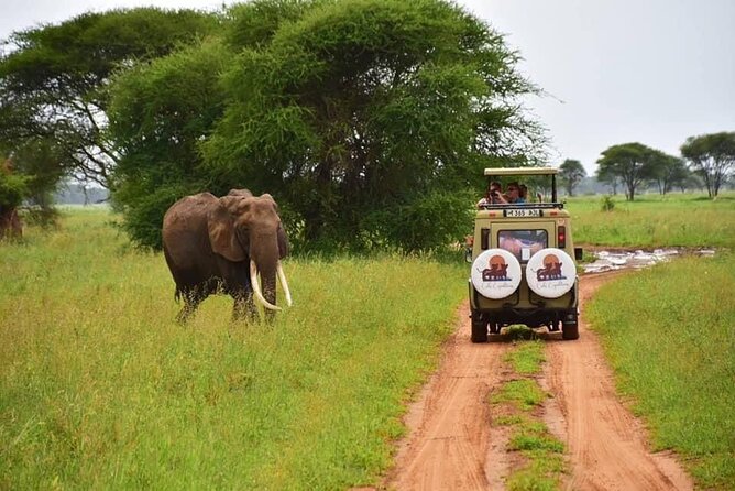 6 days 5 nights safari Ngorongoro, Serengeti and Tarangire National Parks - Day 6: Six hours inside Ngorongoro Crater
