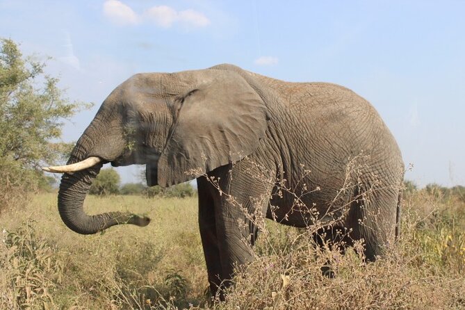 6 Days Adventure Towards Serengeti, Ngorongoro and Tarangire - Day 4: From Serengeti to Ngorongoro