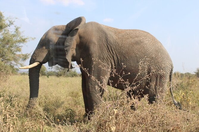 6 Days Adventure Towards Serengeti, Ngorongoro and Tarangire - Day 6: Returning to Arusha and the airport