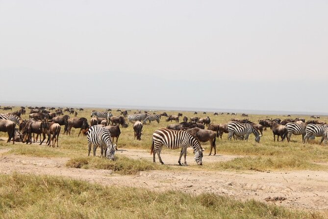 6 Days Adventure Towards Serengeti, Ngorongoro and Tarangire - The private vehicle and guide make a difference