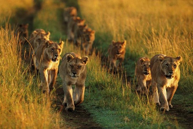 6 Days best adventure kilimanjaro ,Tarangire ,Serengeti &Ngorongoro crater - Ngorongoro Crater: A Compact Wildlife Day