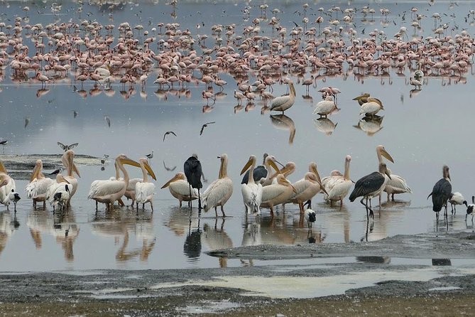 6 Days best adventure kilimanjaro ,Tarangire ,Serengeti &Ngorongoro crater - Tarangire: Elephant Country Under the Baobabs