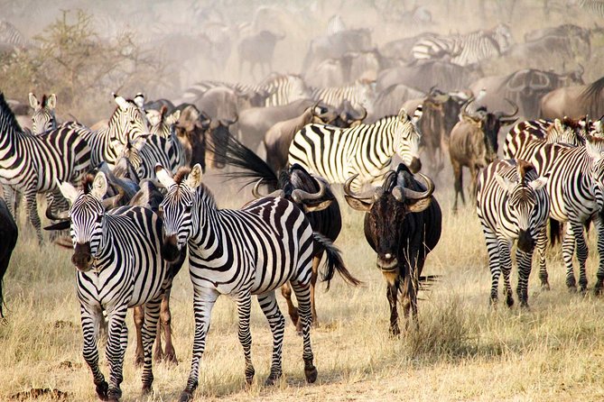 6 Days best adventure kilimanjaro ,Tarangire ,Serengeti &Ngorongoro crater - Guides, Vehicles, and Group Size