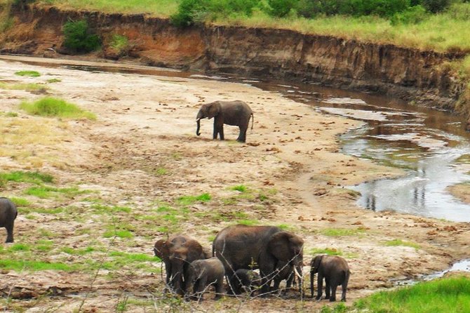 6 Days - Best of Nothern Parks Safari - Day 1: Tarangire’s elephants and baobab country