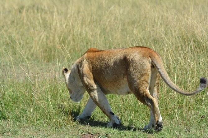6 Days Big Five Tanzania Safari - Day 1: A gentle start from Kilimanjaro Airport to Arusha