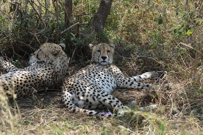 6 Days Big Five Tanzania Safari - Day 4: A full Serengeti day among kopjes and open plains