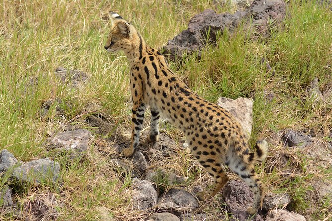 6 Days Big Five Tanzania Safari - Day 5: Into Ngorongoro Crater