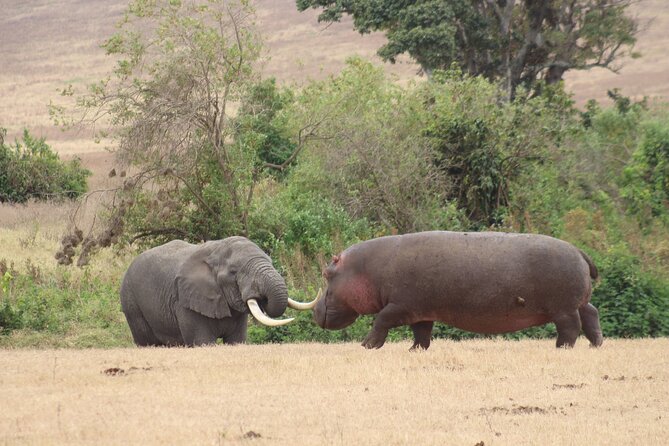 6 Days Big Five Tanzania Safari - Day 6: Returning to Arusha with a local focus
