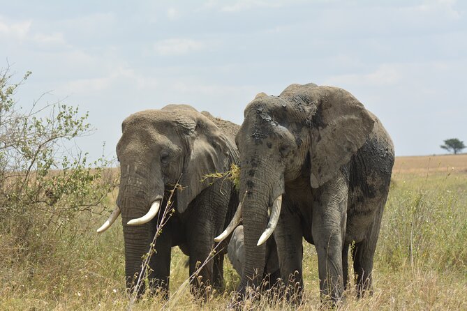 6 Days Big Five Tanzania Safari - Guides, pace, and the private-tour advantage