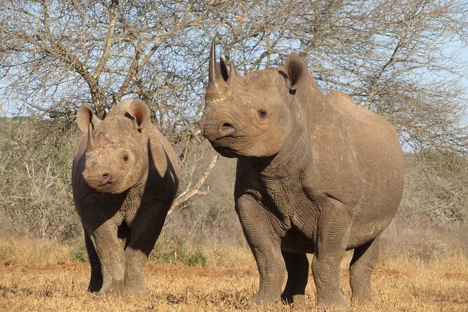 6 Days Big Five Tanzania Safari - Day 2: Tarangire’s elephants and dependable game viewing