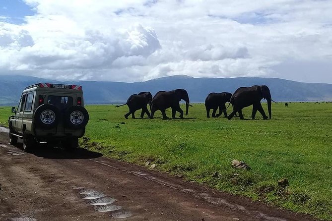 6 Days Budget Tanzania Camping Safari - Day 4: A long Serengeti game drive